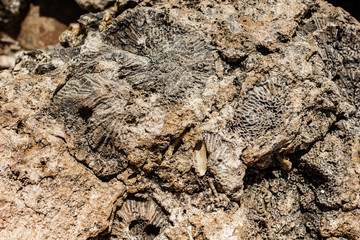 Amazing coral coast close up