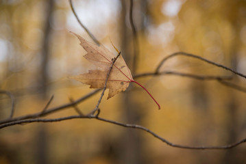 A LEAF ON A TREE IN AUTUMN