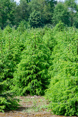 Fototapeta na wymiar Plantation in Europe of high quality christmas trees, green nordmann fir