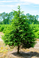 Plantation in Europe of high quality christmas trees, green nordmann fir