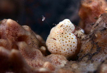 Amazing underwater world - Painted frogfish - Antennarius pictus. Tulamben, Bali, Indonesia.