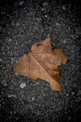 A FALLEN LEAF IN AUTUMN