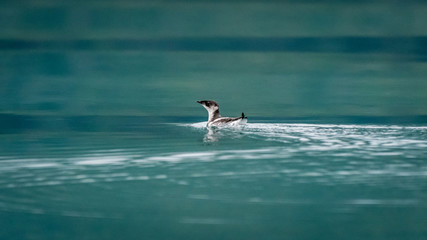Marbled Murrelet (Brachyramphus marmoratus) swimming off the coast of southeast Alaska, USA.
