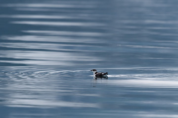 Marbled Murrelet (Brachyramphus marmoratus) swimming off the coast of southeast Alaska, USA.