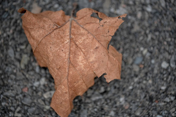 A LEAF ON THE ROAD IN AUTUMN