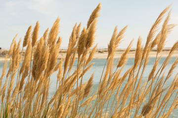 Kokaral dam on the small Aral sea .Kazakhstan. Environmental disaster