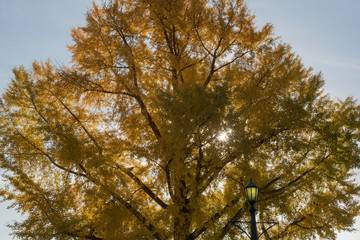 Obraz premium A TREE WITH THE SUN PEAKING THROUGH IN AUTUMN