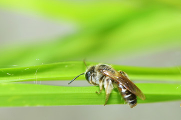 Bee collects pollen from a flower.