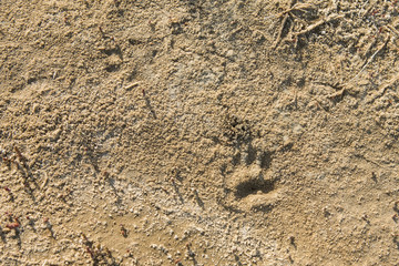 Footprints of the animal in the sand,on soft soil