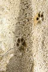 Footprints of the animal in the sand,on soft soil