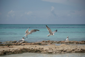 SEAGULLS ON A BEACH
