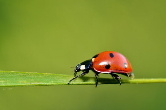 Ladybug on the plant flower.
