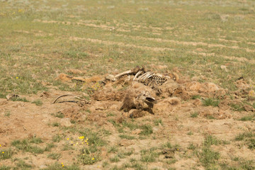Dead camel in the steppe. Camel bones on the ground