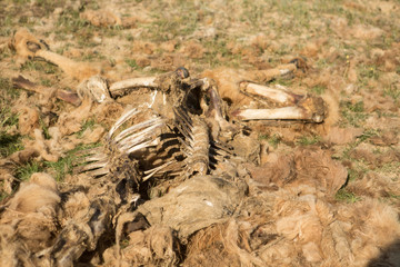 Dead camel in the steppe. Camel bones on the ground