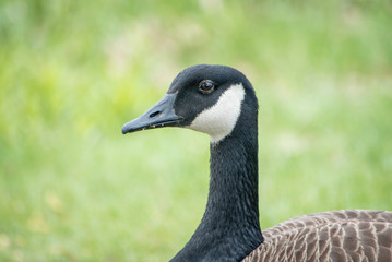 A CANADA GOOSE 