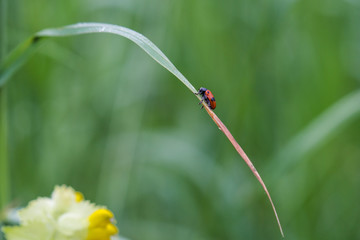 Clytra laeviuscula dewed on a blade of grass