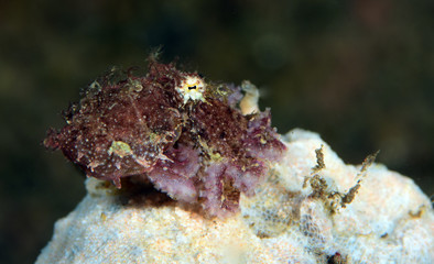 Amazing underwater world - hairy octopus. Diving, macro photography. Tulamben, Bali, Indonesia. 