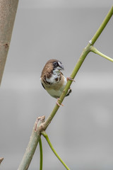 BIRD ON A BRANCH