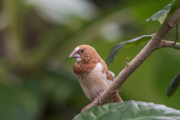 BIRD ON A BRANCH