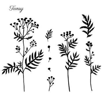 Tansy flower or Tanacetum vulgare set vector illustration isolated on white backdrop, decorative shape herbal doodle silhouette for design medicine, wedding invitation, greeting card, natural cosmetic