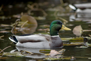 A DUCK IN A POND