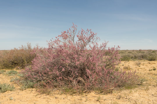 west kazakhstan. Flowering trees of saxaul in the desert steppe plains.