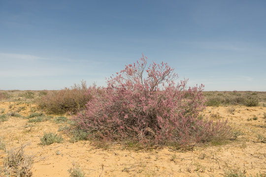 west kazakhstan. Flowering trees of saxaul in the desert steppe plains.