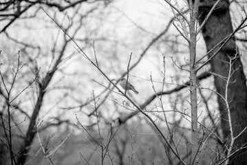 A BIRD IN A TREE IN BLACK AND WHITE