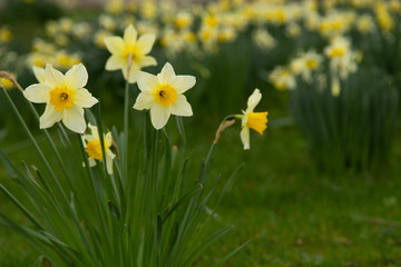 Yellow golden and white wild Daffodils Narcissus (Narcissus pseudonarcissus). York, England