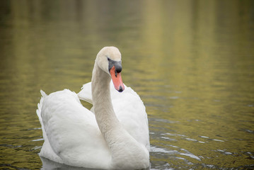 Naklejka premium A SWAN IN THE WATER