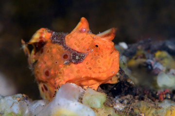 Amazing underwater world - Painted frogfish - Antennarius pictus. Tulamben, Bali, Indonesia.