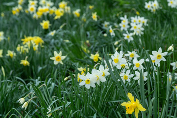 Obraz premium Yellow golden and white wild Daffodils Narcissus (Narcissus pseudonarcissus). York, England