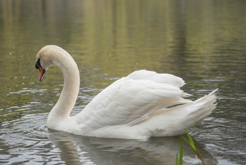 SWAN IN A POND