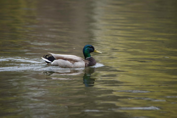 DUCK IN WATER