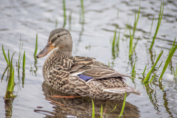 A DUCK IN THE WATER