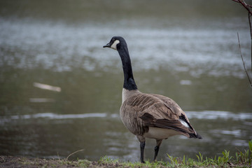 A CANADA GOOSE BY THE WATER