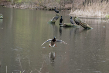 A DUCK LANDING IN THE WATER