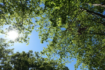 soleil dans les feuilles
