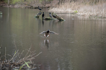 A DUCK LANDING IN THE WATER