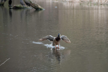 A DUCK LANDING IN THE WATER