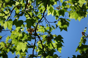 feuilles de printemps