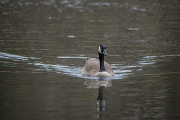 A CANADA GOOSE IN THE WATER