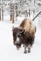 Bison (Bison bison) in Yellowstone in winter
