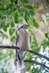 EXOTIC BIRD
