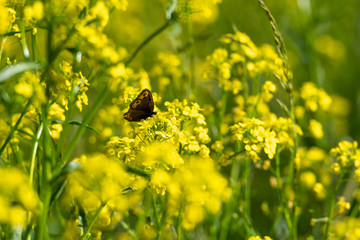 Schmetterling an Blüten