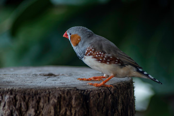 BIRD ON A STUMP