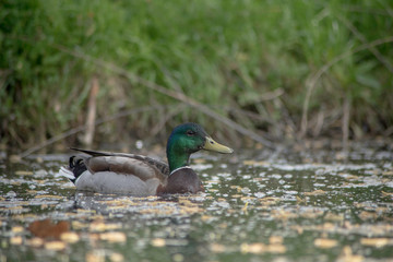 DUCK IN A POND