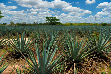 The field of agave planted for the manufacture of tequila