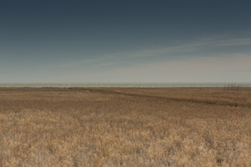 Rowing boats in the reeds. Wooden boat on the grassy shore of the Aral sea on a summer day
