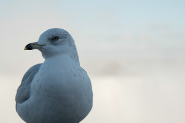 SEAGULL